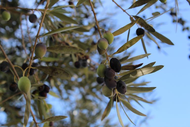 Italy: A Journey Through Faith, Art, and Living Tradition